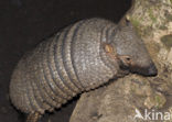 Bruinbehaard gordeldier (Euphractus villosus)