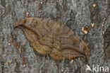 Dusky Hook-tip (Drepana curvatula)