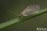 brown lacewing (Hemerobius humulinus)