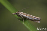 Crambus silvella