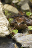 Common Frog (Rana temporaria)