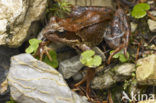 Common Frog (Rana temporaria)