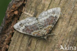 Red Twin-spot Carpet (Xanthorhoe spadicearia)