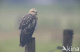 Buizerd (Buteo buteo)