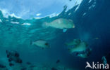 Green humphead parrotfish (Bolbometopon muricatum) 