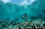 Green humphead parrotfish (Bolbometopon muricatum) 