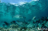 Green humphead parrotfish (Bolbometopon muricatum) 