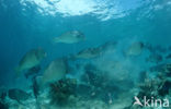 Green humphead parrotfish (Bolbometopon muricatum) 