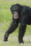 Chimpansee (Pan troglodytes) 