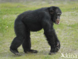 Chimpansee (Pan troglodytes) 