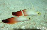 Fire goby