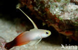 Fire goby