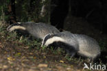 Badger (Meles meles)