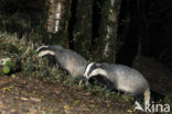 Badger (Meles meles)