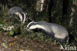 Badger (Meles meles)