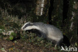 Badger (Meles meles)