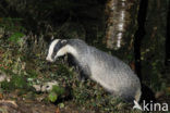 Badger (Meles meles)