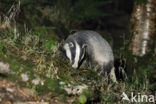 Badger (Meles meles)