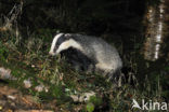 Badger (Meles meles)