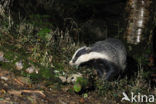 Badger (Meles meles)