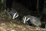 Badger (Meles meles)