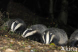 Badger (Meles meles)