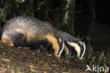 Badger (Meles meles)