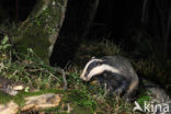 Badger (Meles meles)