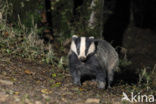 Badger (Meles meles)