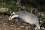 Badger (Meles meles)