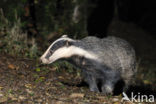 Badger (Meles meles)