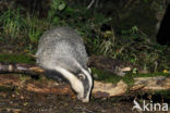 Badger (Meles meles)