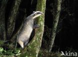 Badger (Meles meles)