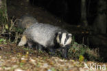 Badger (Meles meles)