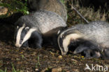 Badger (Meles meles)