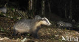 Badger (Meles meles)