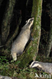 Badger (Meles meles)