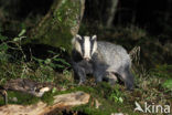 Badger (Meles meles)