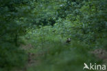 Badger (Meles meles)