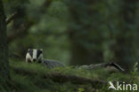 Badger (Meles meles)