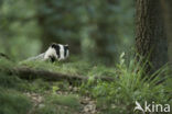 Badger (Meles meles)