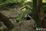 Badger (Meles meles)