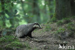Badger (Meles meles)