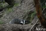 Badger (Meles meles)