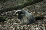 Badger (Meles meles)