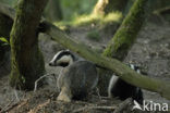 Badger (Meles meles)