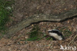 Badger (Meles meles)