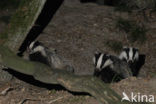 Badger (Meles meles)