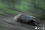 Badger (Meles meles)
