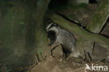 Badger (Meles meles)